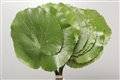 galax leaf